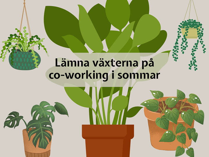 Lämna växterna på co-working i sommar!